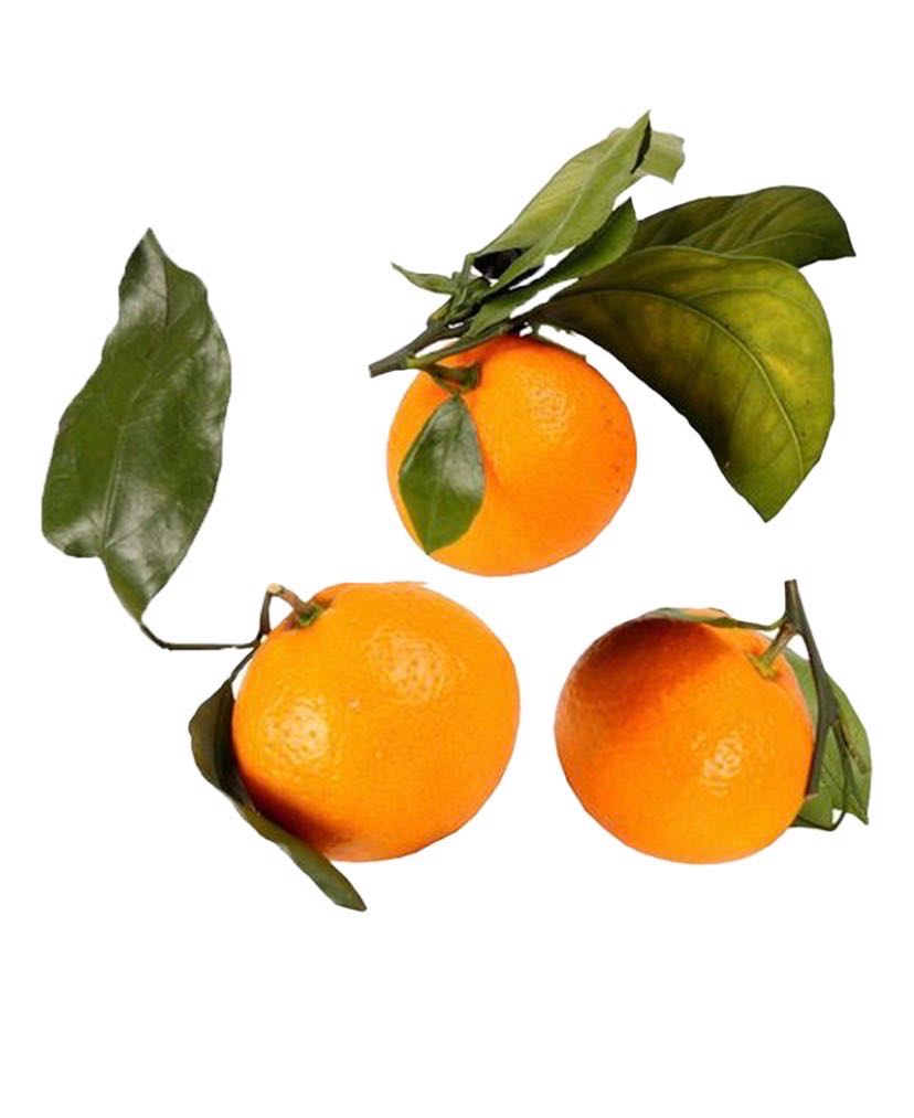 Mandarin mestniy kg